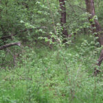 DSCF2422