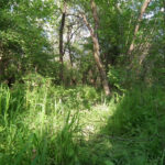 DSCF2481
