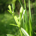 DSCF2484