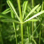 DSCF2486