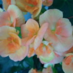 WP_000007