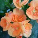 WP_000009