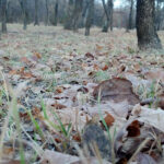 Motorola_RAZR_camera_16